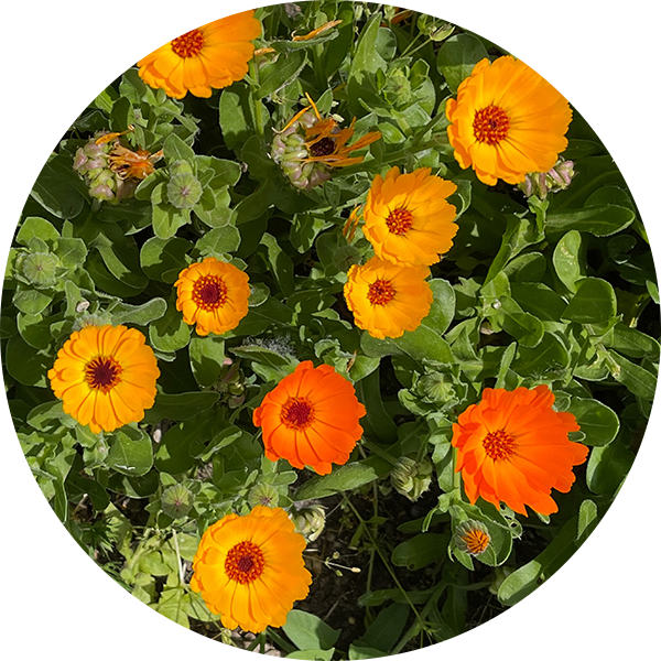 Calendula