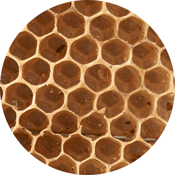  Propoli (PropolORO®)