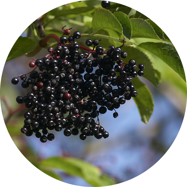 Bacche di Sambuco nero