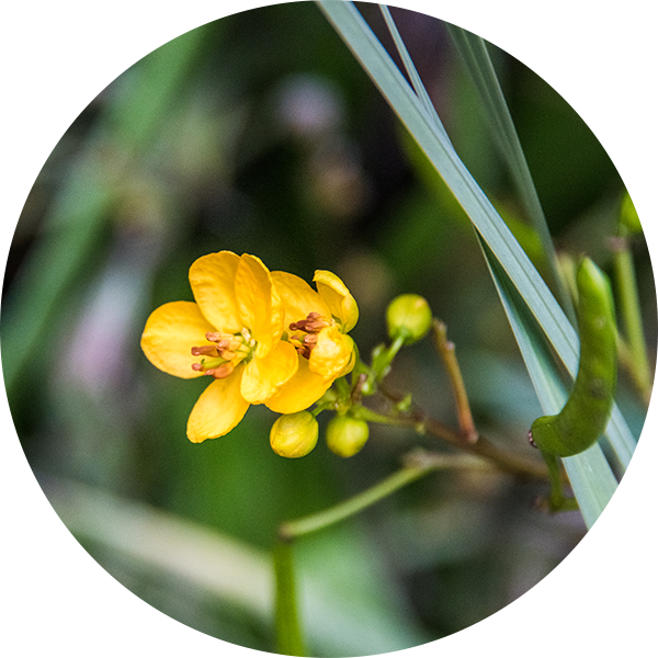 Senna, Frangola, Cascara